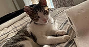 Lucky joined the competition — help win amazing prizes! animal, bed, cat, collar, cozy, curtains, domestic, ears, fabric, feline, indoor, paper_towel_roll, paws, pet, relaxed, resting, striped_bedspread, sunlight, whiskers, window