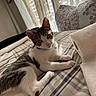 animal, bed, cat, collar, cozy, curtains, domestic, ears, fabric, feline, indoor, paper_towel_roll, paws, pet, relaxed, resting, striped_bedspread, sunlight, whiskers, window