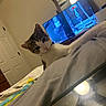 Lucky joined the competition — help win amazing prizes! bed, blanket, cat, ceiling_fan, cozy, curious, furniture, gray, home, indoor, light, mirror, pet, playful, reflection, resting, striped, television, toy, white