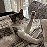animal, bed, cat, cozy, curtains, ears, fabric, feline, home, indoor, pattern, paw, pet, raised_paw, relaxed, resting, striped_bedspread, sunlight, whiskers, window