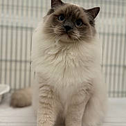 Frank joined the competition — help win amazing prizes! cat, ragdoll, fluffy, blue_eyes, pet, animal, feline, indoor, soft_fur, sitting, close_up, cute, whiskers, paws, portrait, domestic_cat, curious, furry, calm, mammal