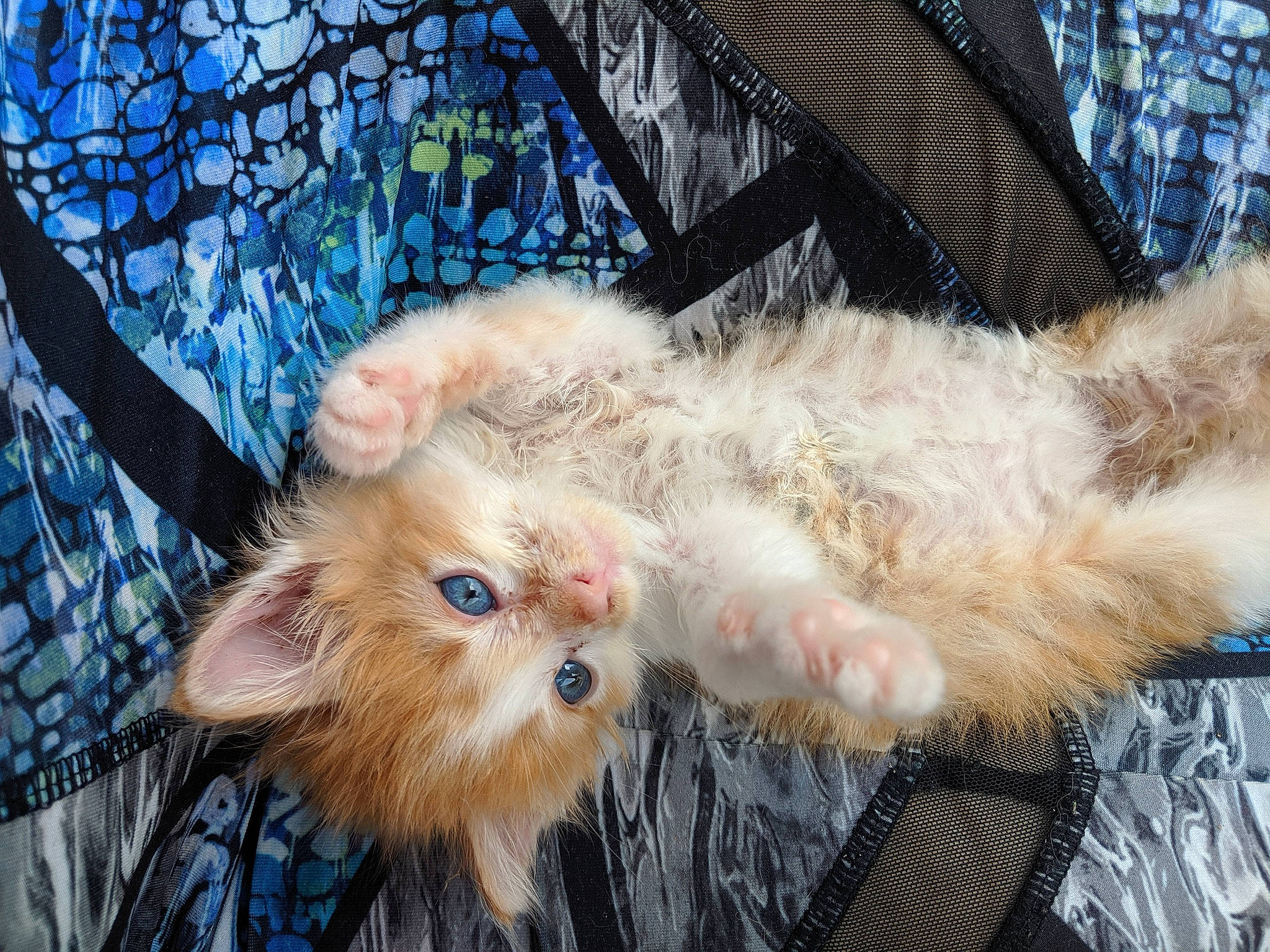 Chowder is registered to the contest to win money with this photo: animal_product, canidae, carnivore, cat, claw, companion_dog, dog_breed, eye, fawn, felidae, fur, natural_material, paw, photography, small_to_medium_sized_cats, snout, sporting_group, tail, terrestrial_animal, whiskers