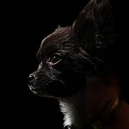 Niglo a rejoint le concours — aidez-le/la à gagner de superbes lots ! dog, small_dog, chihuahua, portrait, profile, studio, black_background, rim_lighting, dramatic_lighting, collar, bell, fur, whiskers, nose, eye, ear, closeup, canine, pet, silhouette