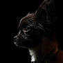 dog, small_dog, chihuahua, portrait, profile, studio, black_background, rim_lighting, dramatic_lighting, collar, bell, fur, whiskers, nose, eye, ear, closeup, canine, pet, silhouette