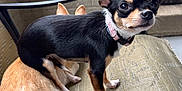 Tinker is registered to the contest to win money with this photo: dog, chihuahua, small_dog, black_and_tan, tan_dog, pet, animal, chair, outdoor, fur, ears, tail, collar, pet_accessory, looking_at_camera, cute, companion, resting, domestic_animal, friendship