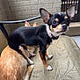 dog, chihuahua, small_dog, black_and_tan, tan_dog, pet, animal, chair, outdoor, fur, ears, tail, collar, pet_accessory, looking_at_camera, cute, companion, resting, domestic_animal, friendship
