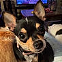 Tinker is registered to the contest to win money with this photo: dog, chihuahua, close_up, pet, indoor, living_room, sofa, ears, cute, eyes, companion, furniture, television, blurred_background, cozy, animal, snuggle, brown, black, white