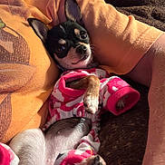 Tinker joined the competition — help win amazing prizes! chihuahua, dog, pet, pajamas, cozy, cute, small_dog, relaxed, indoor, person, arm, clothing, pink, white, fur, paw, face, ears, lying_down, comfort