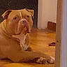 dog, brown_dog, lying_down, floor, tile_floor, indoors, pet, canine, relaxed, looking_away, doorway, wall, animal, companion, domestic_animal, friendly, resting, house, interior, casual