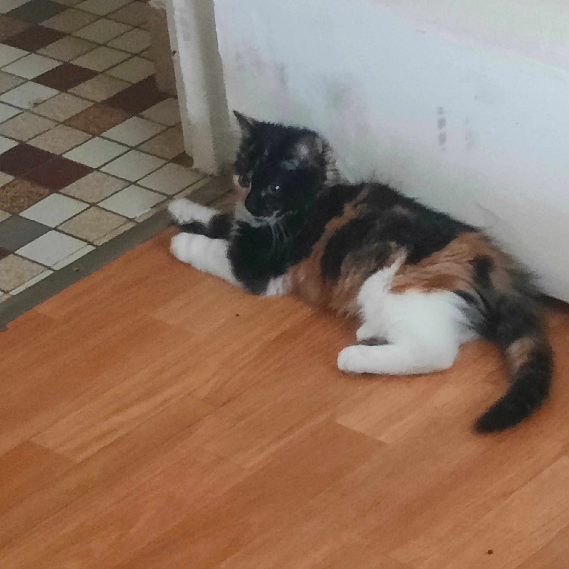 Perle participe au concours pour gagner de l'argent avec cette photo : animal, calico, cat, corner, domestic, floor, fur, home, indoor, laying_down, paw, pet, quiet, relaxed, resting, tail, tile, wall, whiskers, wooden_floor