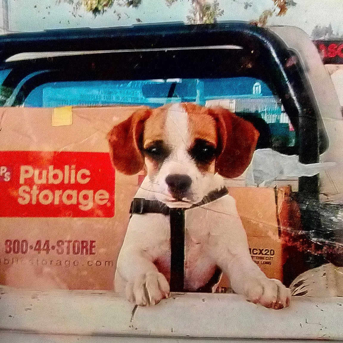 Lincoln is registered to the contest to win money with this photo: automotive_design, automotive_exterior, automotive_lighting, bumper, canidae, carnivore, companion_dog, dog, dog_breed, eyewear, fawn, font, goggles, motor_vehicle, snout, sporting_group, sunglasses, trunk, vehicle_door, working_animal