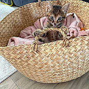 Maya a rejoint le concours — aidez-le/la à gagner de superbes lots ! kitten, cat, basket, woven_basket, pink_blanket, indoor, curious, pet, animal, feline, wooden_floor, cozy, small, cute, gripping, handle, fur, wide_eyes, soft, domestic
