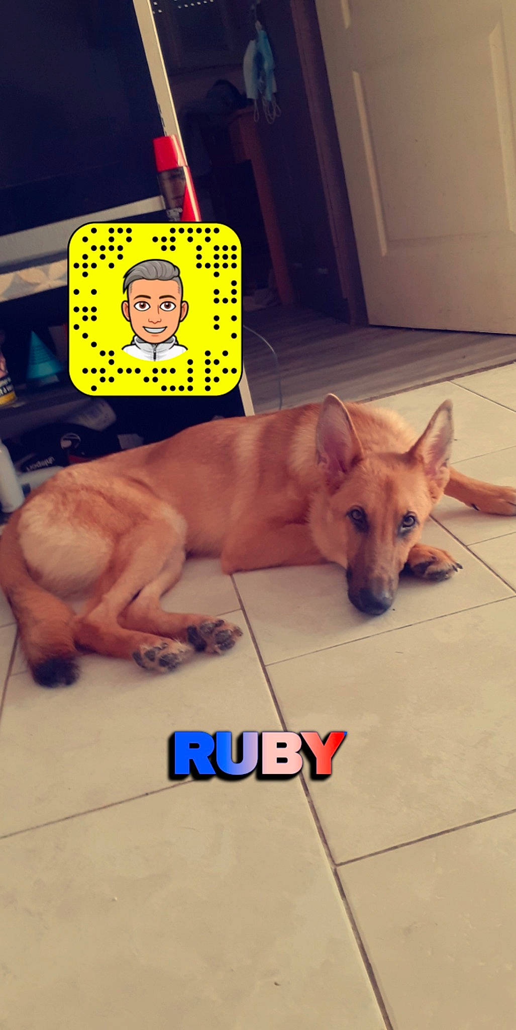 Ruby a rejoint le concours — aidez-le/la à gagner de superbes lots ! ancient_dog_breeds, canidae, carnivore, chest, companion_dog, dog, dog_breed, dog_supply, fawn, flooring, mammal, non_sporting_group, paw, photo_caption, snout, sporting_group, tail, vertebrate, wood, working_animal