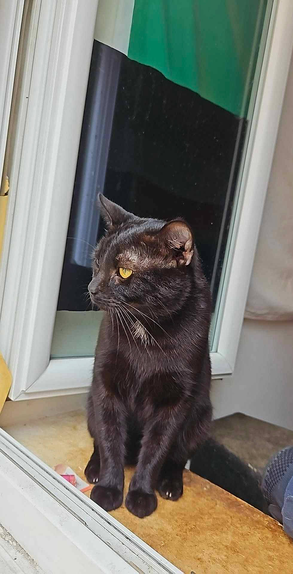 Lucifer a rejoint le concours — aidez-le/la à gagner de superbes lots ! black_cat, bombay, carnivore, cat, claw, domestic_short_haired_cat, door, eye, felidae, fixture, fur, grey, paw, sitting, small_to_medium_sized_cats, snout, tail, terrestrial_animal, whiskers, window