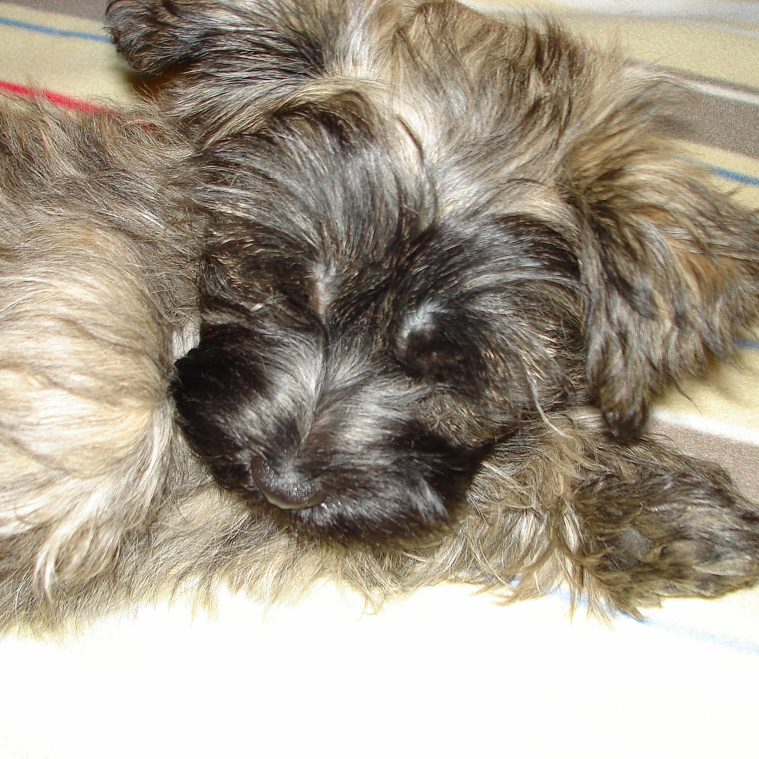 Timy