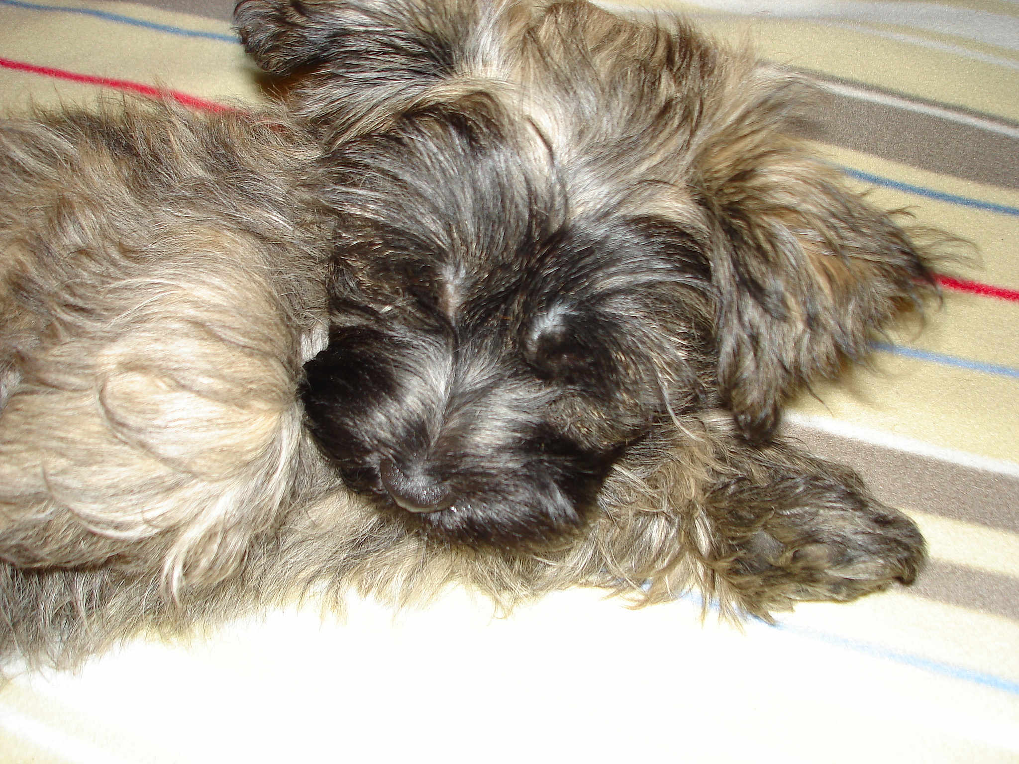 Timy