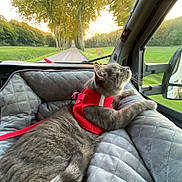 Ycare a rejoint le concours — aidez-le/la à gagner de superbes lots ! cat, gray_cat, pet_bed, red_harness, vehicle_interior, window, road, trees, sunset, greenery, quilted_bed, leash, side_mirror, nature_outside, relaxed_cat, domestic_cat, travel, animal, daylight, curious