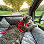 cat, gray_cat, pet_bed, red_harness, vehicle_interior, window, road, trees, sunset, greenery, quilted_bed, leash, side_mirror, nature_outside, relaxed_cat, domestic_cat, travel, animal, daylight, curious