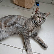 Sésame a rejoint le concours — aidez-le/la à gagner de superbes lots ! animal, background, brown_paper_bag, cat, close_up, curious, domestic_cat, feline, floor, fur, green_eyes, household, indoor, lying_down, mottled_coat, pet, relaxed, small_object, tile, whiskers