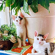 Oreo Amd Cupcake is registered to the contest to win money with this photo: animal, cat, colorful, curious, cute, domestic_animal, feline, flower_pot, fur, greenery, indoor, kitten, leaf, pet, plant, resting, rug, window_light, wooden_planter, young