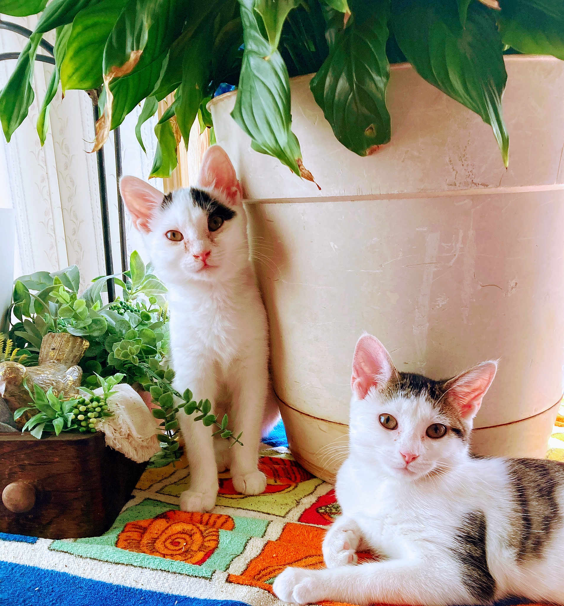 Oreo Amd Cupcake is registered to the contest to win money with this photo: animal, cat, colorful, curious, cute, domestic_animal, feline, flower_pot, fur, greenery, indoor, kitten, leaf, pet, plant, resting, rug, window_light, wooden_planter, young
