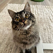 Mio joined the competition — help win amazing prizes! animal, carpet, cat, close_up, curious, cute, domestic_cat, ears, feline, flooring, fluffy, indoor, pet, portrait, scratching_post, sitting, soft_light, tabby, whiskers, yellow_eyes