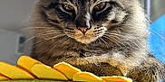 Mio is registered to the contest to win money with this photo: animal, cat, cat_tree, closeup, cute, domestic_cat, feline, fluffy_fur, fur, green, indoor, pet, portrait, relaxed, resting, soft_light, tabby_cat, whiskers, window_light, yellow