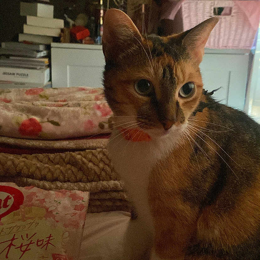 Wanda