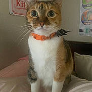 Wanda joined the competition — help win amazing prizes! cat, calico_cat, pet, indoor, bed, collar, orange_collar, whiskers, wide_eyes, hello_kitty_sign, poster, feline, fur, animal, curious, domestic_cat, cozy, soft_lighting, bedroom, cute
