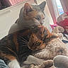 cat, cats, calico_cat, tabby_cat, indoor, blanket, snuggling, resting, sleeping, fur, pet, cozy, soft, comfort, close_up, animal, mammal, cute, relaxing, domestic_animal