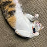 cat, calico, pet, animal, fur, whiskers, paws, relaxing, indoor, carpet, texture, cute, sleepy, stretching, tabby, orange, white, black, collar, playful