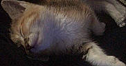 Wanda joined the competition — help win amazing prizes! kitten, sleeping, cat, pet, cute, fur, paws, cozy, resting, animal, domestic, mammal, young, whiskers, relaxation, dark_background, indoor, calm, soft, peaceful