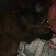 Buffy is registered to the contest to win money with this photo: animal, blanket, cat, close_up, comfort, cozy, dark, face, furry, indoor, low_light, partial_face, person, pet, resting, shadow, sleepy, snuggling, soft_texture, warm