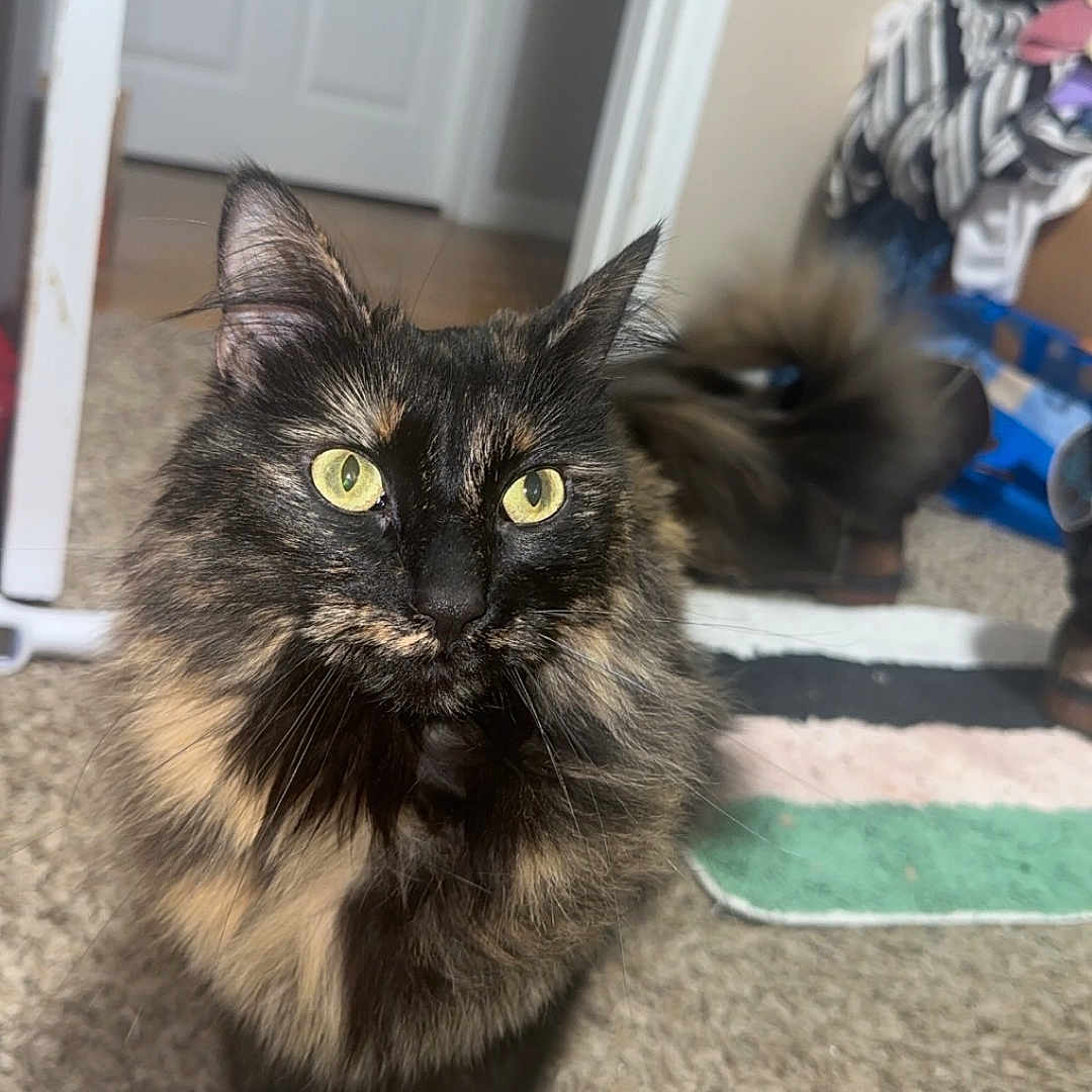 Buffy is registered to the contest to win money with this photo: animal, architecture, blackcat, brasssection, building, cat, door, furniture, hardwood, horn, indoors, kitten, livingroom, manx, musicalinstrument, person, pet, plywood, room, wood