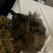 Buffy joined the competition — help win amazing prizes! animal, bed, blurred_face, camouflage_pants, cat, close_up, cozy, curled_up, feline, fluffy, fur, indoor, person, pet, resting, sleeping_position, soft, tail, tortoiseshell, white_sheet