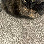 Buffy joined the competition — help win amazing prizes! animal, carpet, cat, closeup, curtain, ears, eyes, feline, floor, fluffy, fur, home, indoor, looking, pet, relaxed, resting, texture, tortoiseshell, wall