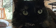 Buffy joined the competition — help win amazing prizes! animal, black_cat, carpet, cat, chair, close_up, cozy, curious, curtains, daylight, feline, fluffy, green_eyes, home_interior, house, indoor, looking, natural_light, pet, window