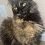 Buffy joined the competition — help win amazing prizes! animal, carpet, cat, closeup, curious, cute, domestic_cat, ears, feline, fluffy, fur, household, indoor, pet, portrait, sitting, tortoiseshell, wall, whiskers, yellow_eyes