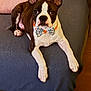 dog, puppy, boston_terrier, bow_tie, couch, pink_pillow, ears, white_paws, brown_fur, black_fur, indoor, pet, animal, cute, resting, looking_at_camera, furniture, living_room, domestic_animal, cozy