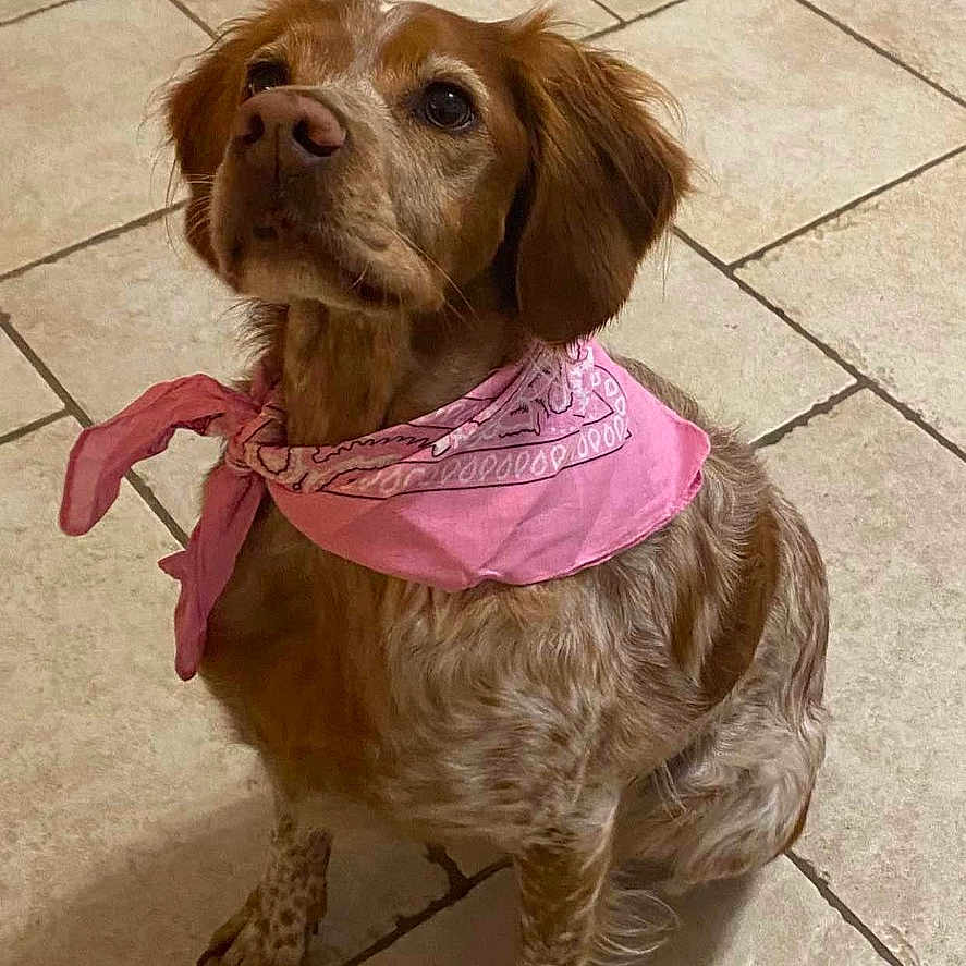 Olie a rejoint le concours — aidez-le/la à gagner de superbes lots ! dog, bandana, pink, indoor, tile_floor, pet, brown_fur, medium_size, looking_up, waiting, cute, domestic_animal, floor_tiles, ears, snout, four_legs, companion, obedient, household, fur_pattern