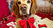 Olie participe au concours pour gagner de l'argent avec cette photo : animal, brown_fur, carpet, christmas, christmas_tree, cute, decorations, dog, festive, gift_boxes, holiday, holiday_decor, indoor, pet, portrait, red_background, red_bow, ribbon, seasonal, toy_bone