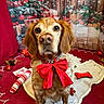 Olie participe au concours pour gagner de l'argent avec cette photo : dog, red_bow, christmas, holiday_decor, gift_boxes, festive, pet, brown_fur, indoor, decorations, red_background, toy_bone, carpet, cute, portrait, animal, christmas_tree, ribbon, seasonal, holiday
