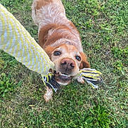 Olie a rejoint le concours — aidez-le/la à gagner de superbes lots ! active, animal, brown_dog, canine, chewing, dog, fur, grass, grass_field, greenery, happy, outdoor, owner, pet, playful, playtime, rope_toy, summer, teeth, toy