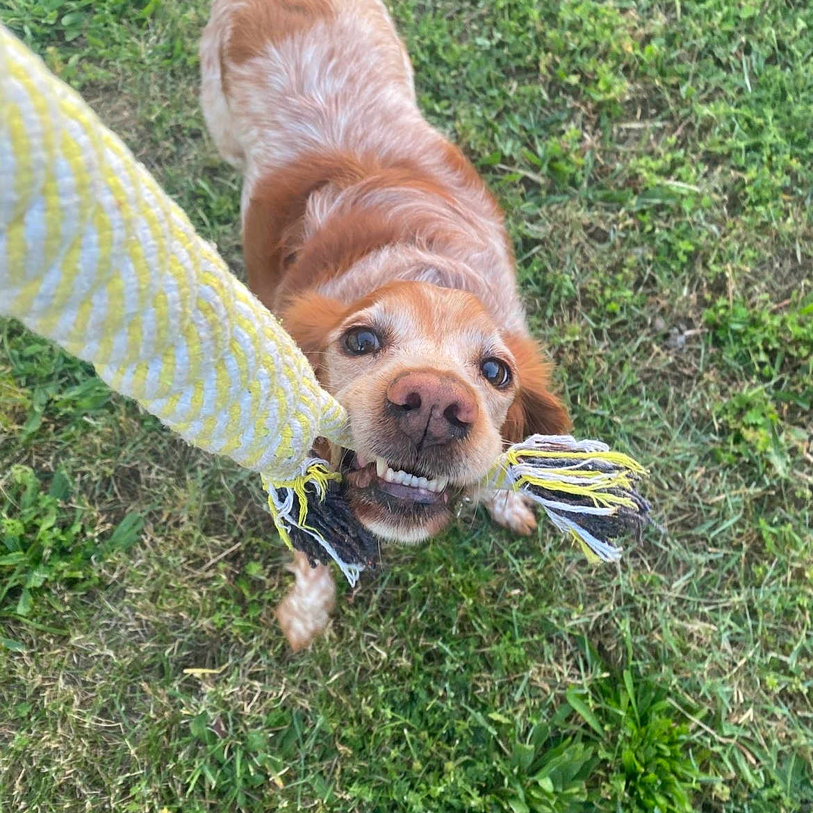 Olie a rejoint le concours — aidez-le/la à gagner de superbes lots ! active, animal, brown_dog, canine, chewing, dog, fur, grass, grass_field, greenery, happy, outdoor, owner, pet, playful, playtime, rope_toy, summer, teeth, toy