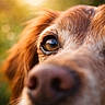 animal, brown, close_up, cute, dog, eye, fur, golden_hour, muzzle, nature, nose, outdoor, pet, portrait, reflection, shallow_depth_of_field, soft_focus, sunlight, warm_light, whiskers