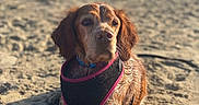 Olie participe au concours pour gagner de l'argent avec cette photo : animal, beach, calm, canine, cute, daytime, dog, harness, nature, ocean, outdoor, pet, portrait, relaxing, sand, summer, sunlight, vacation, water, wet