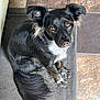 Sage joined the competition — help win amazing prizes! alert, animal, black_dog, brown_eyes, companion, curious, cute, dog, domestic_animal, ears_up, floor_mat, fluffy_tail, furry, indoor, long_tail, looking_up, pet, resting, tile_floor, white_fur