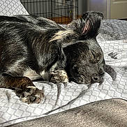 Sage joined the competition — help win amazing prizes! air_purifier, animal, bed, black_fur, blanket, cozy, dog, domestic, ear, indoor, nose, pattern, paw, pet_crate, quiet, relaxation, resting, sleeping, sunlight, white_fur