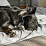 air_purifier, animal, bed, black_fur, blanket, cozy, dog, domestic, ear, indoor, nose, pattern, paw, pet_crate, quiet, relaxation, resting, sleeping, sunlight, white_fur