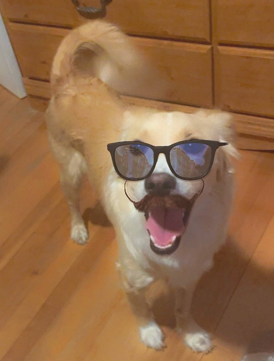 Queso joined the competition — help win amazing prizes! carnivore, companion_dog, dog, dog_breed, ear, eyewear, fawn, floor, flooring, glasses, goggles, head, jaw, nose, smile, snout, sunglasses, vision_care, whiskers, wood